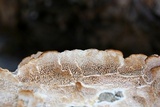Trametopsis cervina image