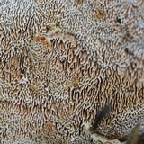 Trametopsis cervina image