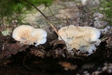 Merulius tremellosus image