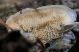 Merulius tremellosus image