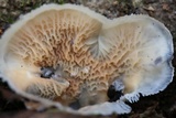 Merulius tremellosus image