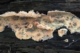 Merulius tremellosus image