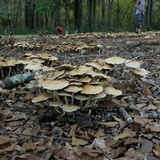 Agrocybe sororia image