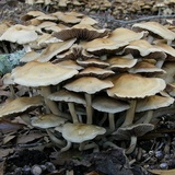 Agrocybe sororia image