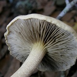 Agrocybe sororia image