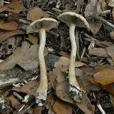 Agrocybe sororia image