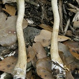 Agrocybe sororia image