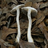 Agrocybe sororia image