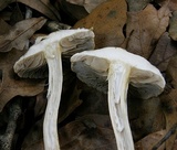 Agrocybe sororia image