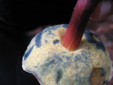 Boletus mendocinensis image