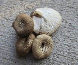Lentinus tigrinus image