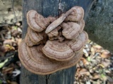 Phellinus gilvus image