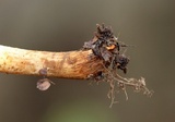 Pholiota alnicola var. alnicola image