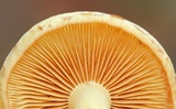 Pholiota alnicola image