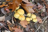 Pholiota alnicola var. alnicola image