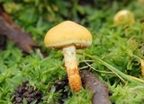 Pholiota alnicola image