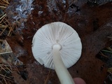 Amanita sect. Vaginatae image