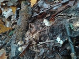 Mycena subcaerulea image