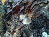 Mycena subcaerulea image