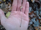 Mycena subcaerulea image
