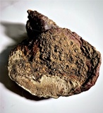 Ganoderma valesiacum image
