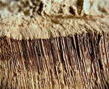 Ganoderma valesiacum image