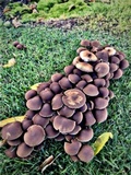 Psathyrella piluliformis image