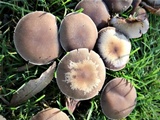 Psathyrella piluliformis image