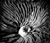 Psathyrella piluliformis image