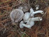 Tricholoma terreum image
