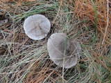 Tricholoma terreum image