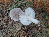 Tricholoma terreum image