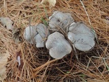 Tricholoma terreum image