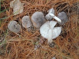 Tricholoma terreum image