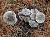 Tricholoma atrosquamosum image