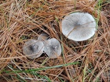 Tricholoma atrosquamosum image