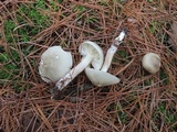 Tricholoma saponaceum image