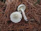 Tricholoma saponaceum image