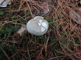 Tricholoma saponaceum image