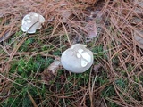 Tricholoma saponaceum image