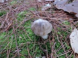 Tricholoma portentosum image