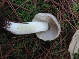 Tricholoma portentosum image