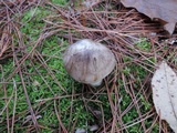 Tricholoma portentosum image