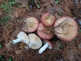Russula vinosa image