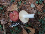Russula vinosa image