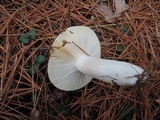 Russula vinosa image
