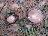Russula vinosa image