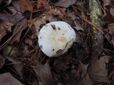 Russula albidula image