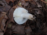 Russula albidula image