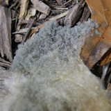 Syzygites megalocarpus image